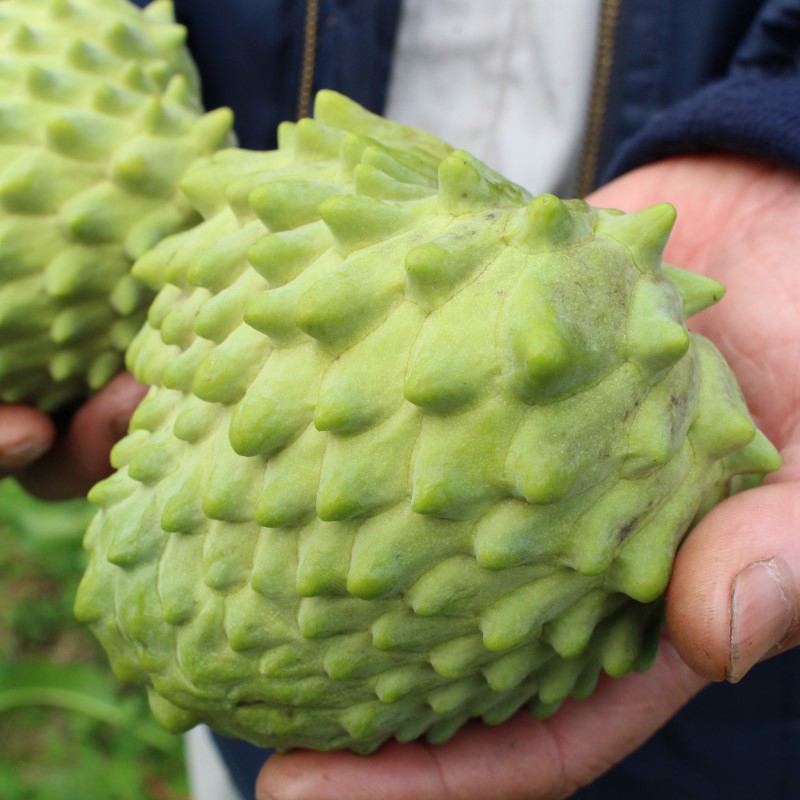 【ふるさと納税】アテモヤ 世界三大果実 ぱぁ～しもん屋 配送不可 離島 果物詰合せ フルーツ 　お届け：2025年11月上旬～2026年1月中旬