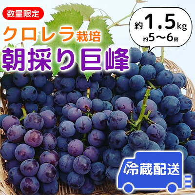 【ふるさと納税】朝採り巨峰（約1.5kg）早期受付 クロレラ栽培 ぶどう 果物類 葡萄 フルーツ デザート ギフト 贈り物　お届け：2026年8月下旬～9月上旬