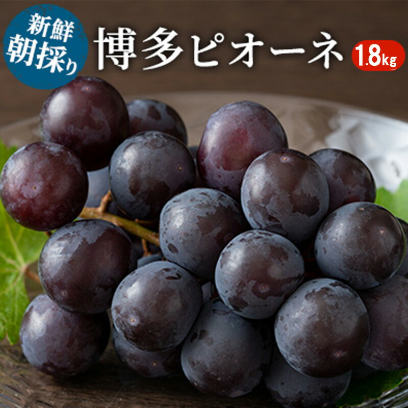 【ふるさと納税】ぶどう 種無しぶどう 博多 ピオーネ 1.8kg 2025年 発送 ブドウ 葡萄 フルーツ 果物 くだもの デザート 筑前あさくら農協 配送不可 離島　お届け：2025年7月上旬～8月上旬