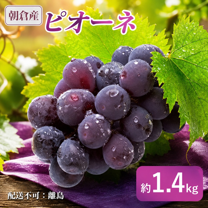【ふるさと納税】ぶどう ピオーネ 朝倉産 約1.4kg 配送不可 離島 果物 フルーツ 　お届け：2026年8月上旬～8月中旬