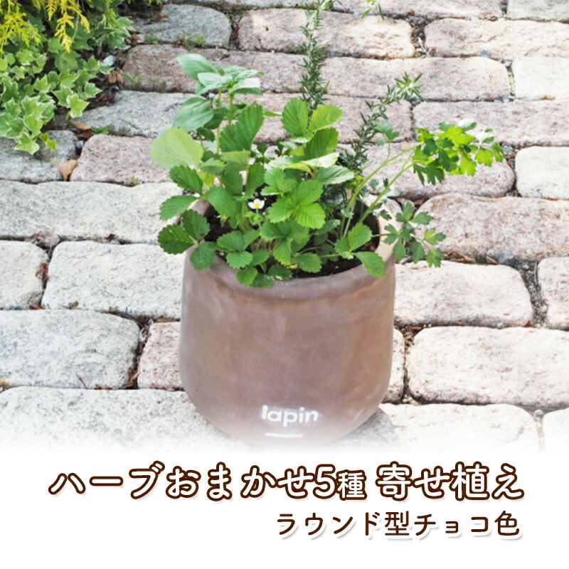【ふるさと納税】ハーブ 寄せ植え 5種 ラウンド型 チョコ色 25cm 植物 インテリア ガーデン
