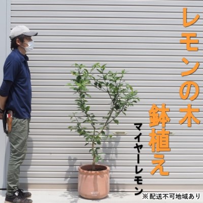【ふるさと納税】鉢植え レモンの木 マイヤー 大きめサイズ 配送不可 北海道 沖縄 離島 苗木 れもん 檸檬 Lemon 大きいサイズ 観葉植物 ガーデニング 花 実 香り