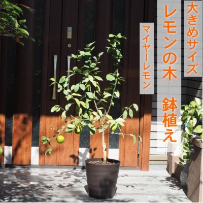 朝倉市の厳選牛特集｜とろける旨みと雅びやかな脂 選りすぐりの一皿を今