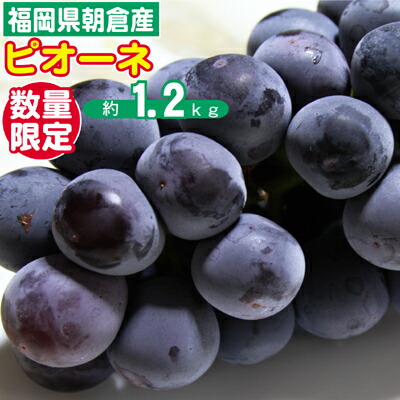 【ふるさと納税】ぶどう ピオーネ 先行予約 約2～4房 約1.2kg 配送不可 離島 果物 フルーツ デザート 食後 おやつ 多汁 強い甘み 酸味 産地直送 福岡県産 朝倉市産 　お届け：2026年9月上旬～10月中旬