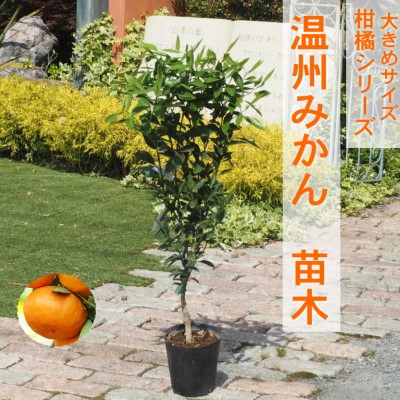 朝倉市の厳選牛特集｜とろける旨みと雅びやかな脂 選りすぐりの一皿を今