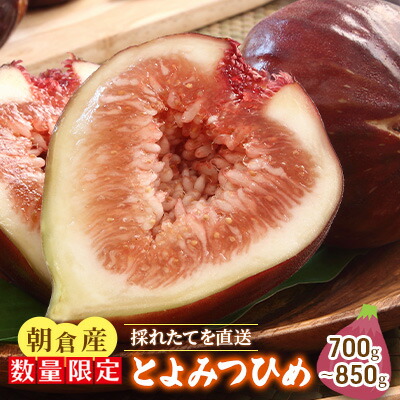 【ふるさと納税】いちじく とよみつひめ 700g～850g 朝倉産 配送不可 北海道 東北 沖縄 離島 果物 フルーツ 上品な甘さ とろける 皮ごと 食べやすい 大粒 贈答品 　お届け：2025年8月1日～9月30日