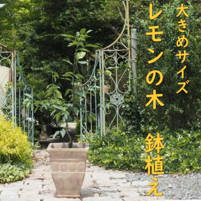朝倉市の厳選牛特集｜とろける旨みと雅びやかな脂 選りすぐりの一皿を今