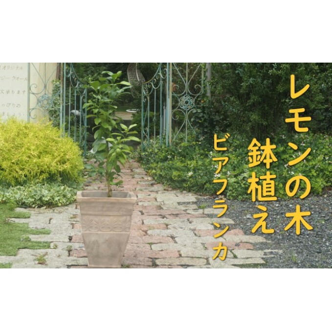 朝倉市の厳選牛特集｜とろける旨みと雅びやかな脂 選りすぐりの一皿を今