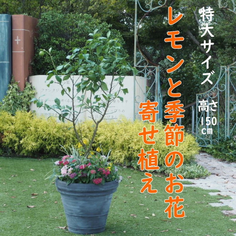 朝倉市の厳選牛特集｜とろける旨みと雅びやかな脂 選りすぐりの一皿を今