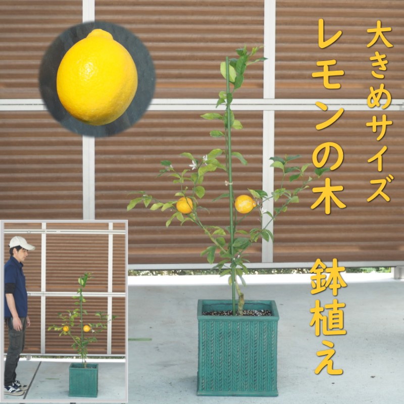 【ふるさと納税】レモンの木 鉢植え 大きめサイズ (緑角鉢32cm) 植木鉢 ガーデン ※配送不可：北海道、沖縄、離島｜福岡県朝倉市