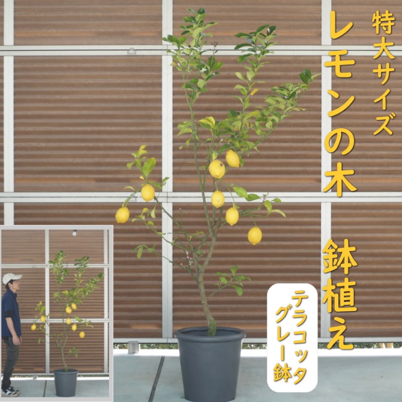 朝倉市の厳選牛特集｜とろける旨みと雅びやかな脂 選りすぐりの一皿を今