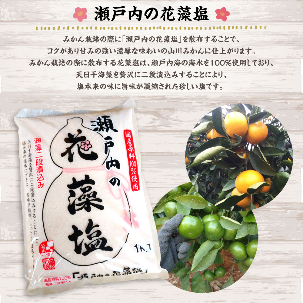 市場 ふるさと納税 塩みかん 緑 ミカン みかん 山川産 10kg 9月中旬より順次発送予定 福岡県 極早生