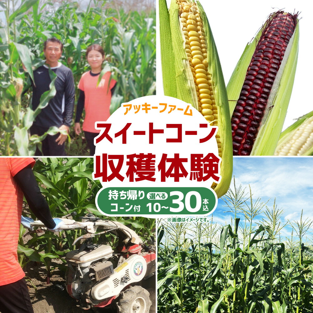 【ふるさと納税】＜選べる本数＞アッキーファーム スイートコーン収穫体験 持ち帰り用スイートコーン 10本 / 20本 / 30本込み とうもろこし トウモロコシ 野菜 やさい 農作物 農業 体験 チケット 商品券 施設利用券 福岡県産 国産 福岡県 みやま市 送料無料 F4 F5 F6｜福岡県みやま市