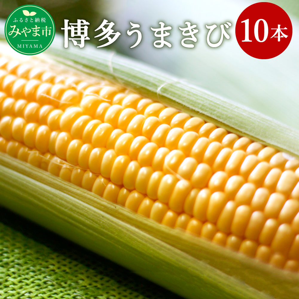 昨年最高糖度23度をこえ 平均糖度度の奇跡のとうもろこし 博多うまきび 旨味も強く とうもろこしの果汁をお楽しみください 送料無料食品 うまきび 10本入り とうもろこし うまきび 6月発送 博多 とうもろこし トウモロコシ 野菜 冷蔵 送料無料 福岡県みやま市 昨年最高糖度23度をこえ 平均糖度度の奇跡のとうもろこし 博多うまきび 旨味も強く とうもろこしの果汁をお楽しみください 送料無料食品 うまきび 10本入り とうもろこし うまきび 6月発送 博多 とうもろこし トウモロコシ 野菜 冷蔵 送料無料 福岡県みやま市
