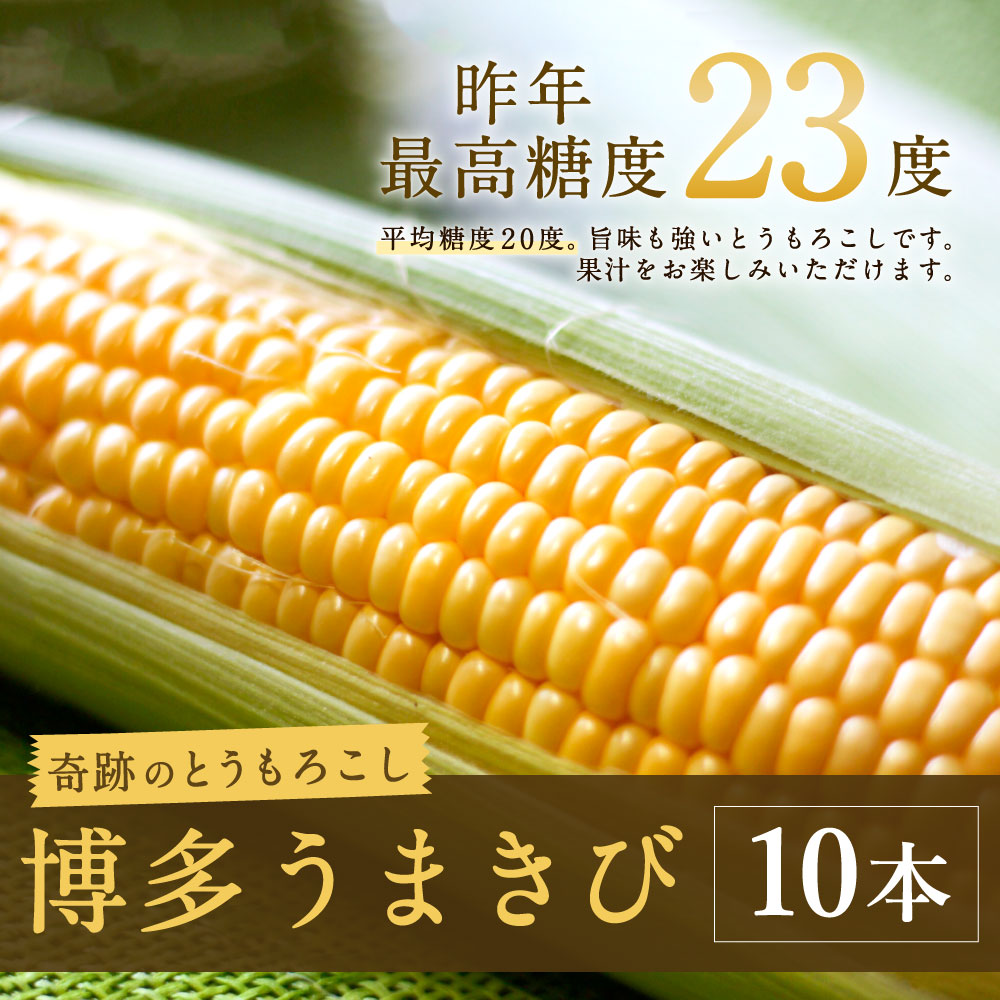 楽天市場 ふるさと納税 博多 うまきび 10本入り 平均糖度度 とうもろこし トウモロコシ 野菜 国産 冷蔵 送料無料 年6月 7月10日の間に順次発送予定 福岡県みやま市