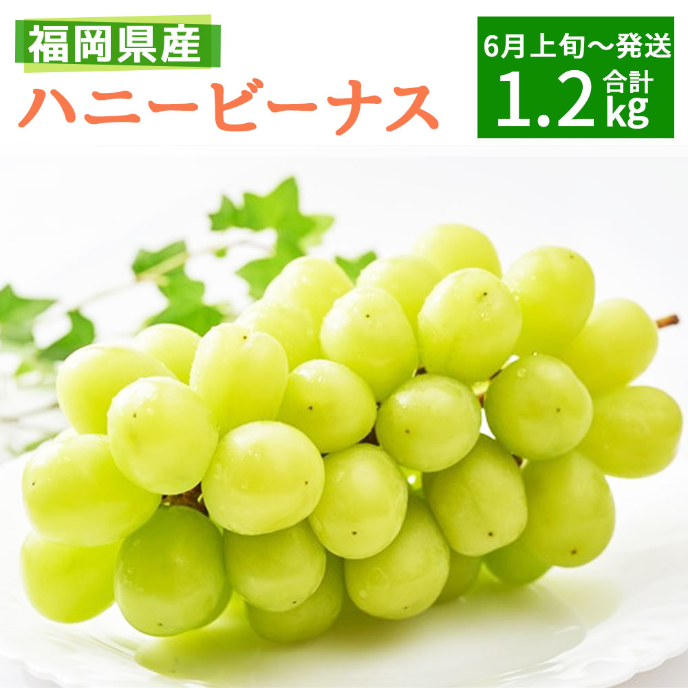 ふるさと納税 ハニービーナス 2房 3房 4パック 合計1 2kg 福岡県産 国産 九州産 ぶどう 果物 フルーツ おすすめ 糖度 甘み 酸味 種が少ない 送料無料 Paigebird Com ふるさと納税 ハニービーナス 2房 3房 4パック 合計1 2kg 福岡県産 国産 九州産 ぶどう 果物 フルーツ おすすめ 糖度 甘み 酸味 種が少ない 送料無料 Paigebird Com