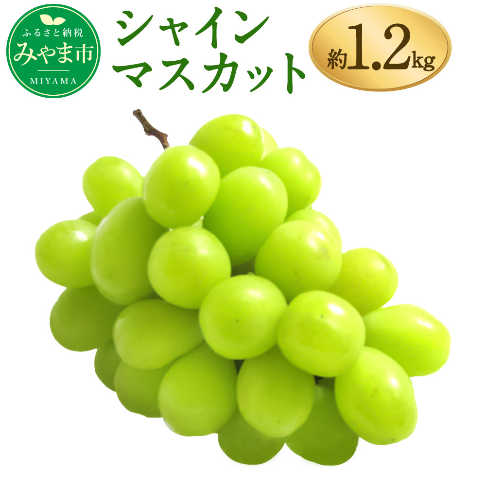【ふるさと納税】シャインマスカット 約1.2kg ぶどう ブドウ マスカット 果物 フルーツ 高糖度 予約 九州産 国産 送料無料 A8【2026年9月中に順次発送予定】