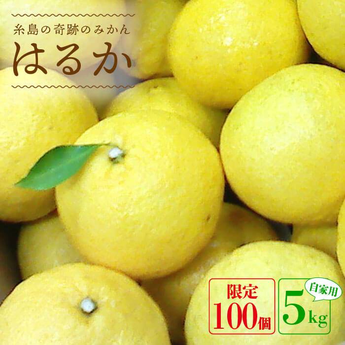 楽天市場】みかん 苗木 【はるか】 1年生接木苗 登録品種・品種