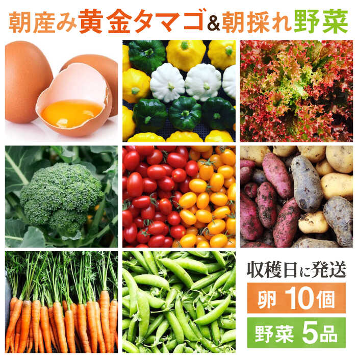 【ふるさと納税】糸島の朝産み黄金タマゴ10個 朝どれ新鮮野菜5品 セット【福岡県糸島産】 糸島市 / オーガニックナガミツファーム 玉子 やさい [AGE046] 15000円 1万5千円