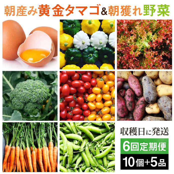 【ふるさと納税】【全6回定期便】糸島の朝産み黄金タマゴ10個 朝どれ新鮮野菜5品 セット【福岡県糸島産】 糸島市 / オーガニックナガミツファーム 玉子 やさい[AGE048]