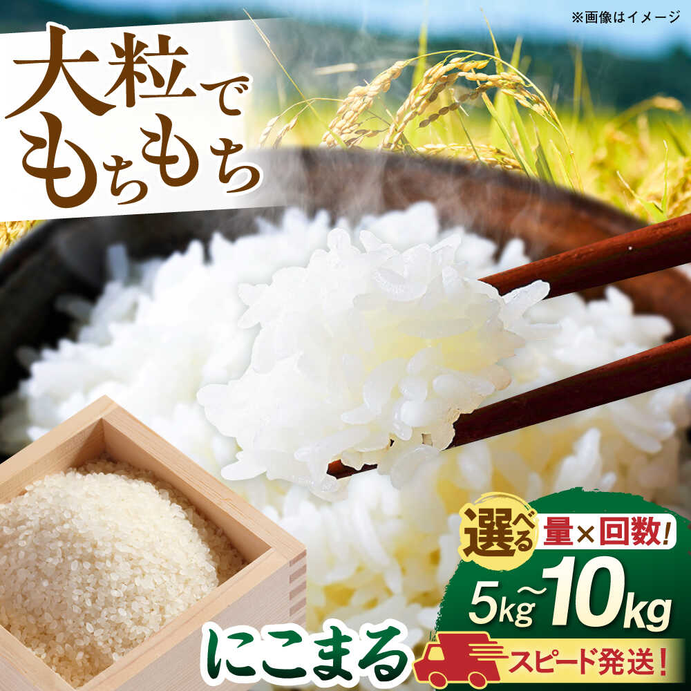 【ふるさと納税】【令和7年産】スピード発送！ 白米 5kg 10kg にこまる 玄米品質1等米 糸島市産 糸島市 / 糸島の恵み コメ こめ ご飯[AGR001] 10000円 1万円 19000円 2万円以下 常温 すぐ届く 最速