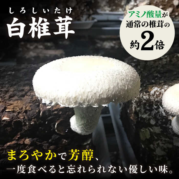 市場 ふるさと納税 博多白椎茸きわみ 300g大小混合