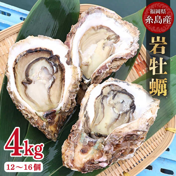 【ふるさと納税】【特大!!】岩牡蠣 糸島産 4kg (約12~16個) 糸島 / JF糸島 糸島漁業協同組合 [AKD007] 19000円 岩カキ 岩ガキ