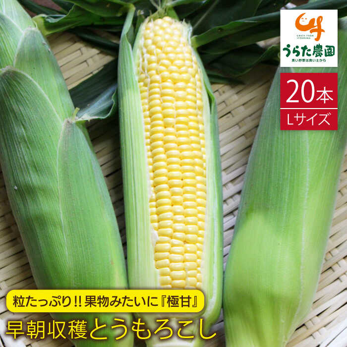 【ふるさと納税】たっぷり！！果物みたいに『極甘』早朝収穫とうもろこし Lサイズ（300g）×20本《糸島》【有限会社ウラタ農園】 [ALI002] 16000円