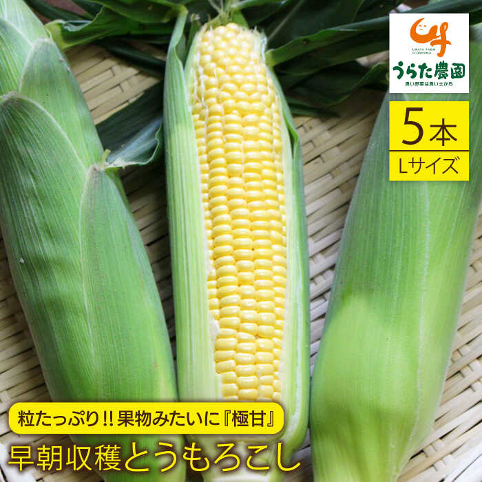 【ふるさと納税】大人気！！果物みたいに『極甘』早朝収穫とうもろこし Lサイズ（300g）×5本 糸島市 / うらた農園 とうもろこし/トウモロコシ/期間限定 [ALI004] 7000円 7千円