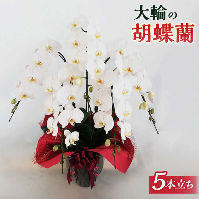 お世話になった方へ贈る お中元特集