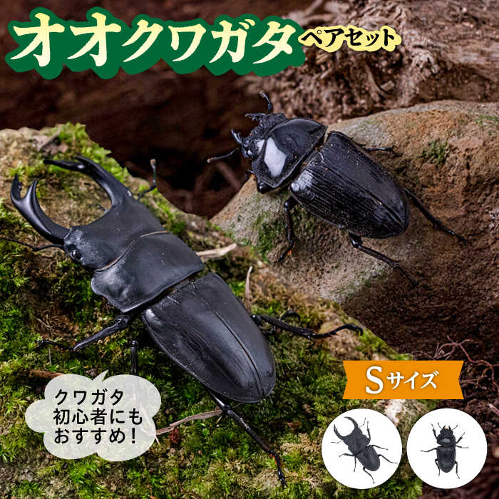 楽天市場】【ふるさと納税】オオクワガタ ペア (Lサイズ) 糸島市