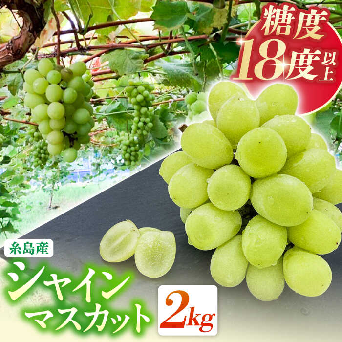 LCフレッシュマスカット セット 楽天市場】【ふるさと納税】【先行受付】【糖度18度以上】 糸島