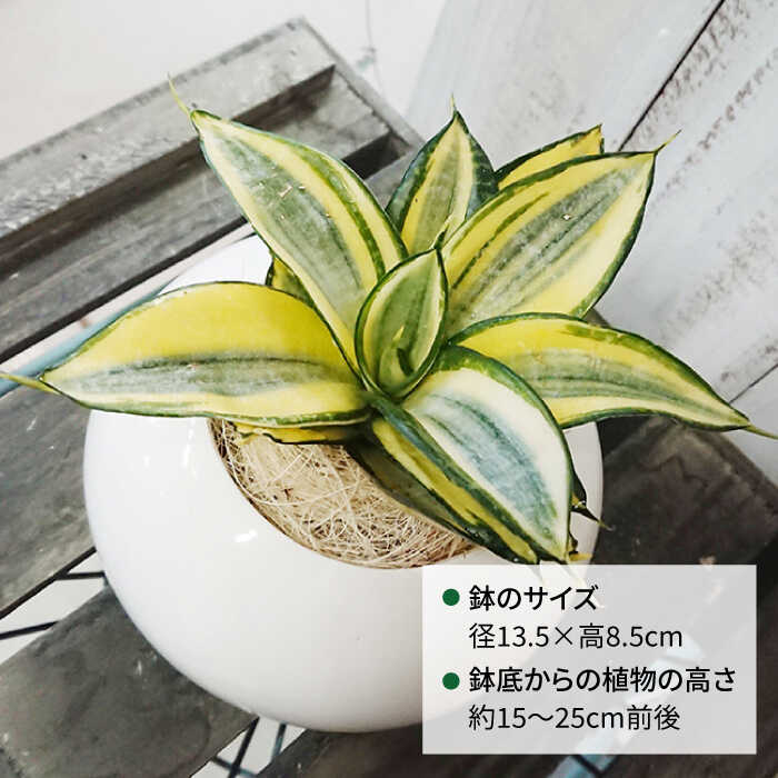 マイナスイオン発生植物 サンセベリア ゴールデンハニー 糸島 インテリア 緑 Awb007 ガーデニング 暮らし