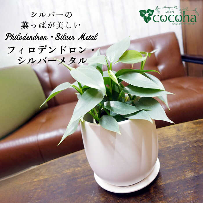 糸島の強炭酸水＆茶の葉特集