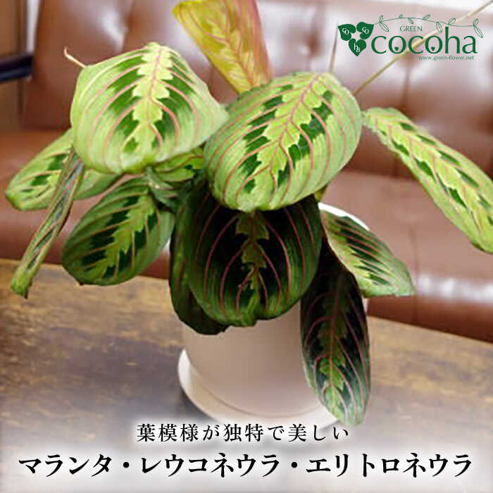 お世話になった方へ贈る お中元特集