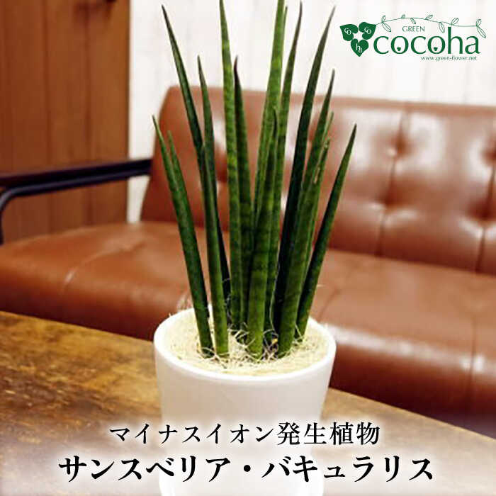 お世話になった方へ贈る お中元特集