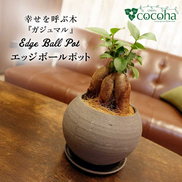 【ふるさと納税】幸せを呼ぶ木『ガジュマル』　エッジボールポット 糸島市 / cocoha / 観葉植物 グリーン 緑 インテリア[AWB038] 15000円 1万5千円