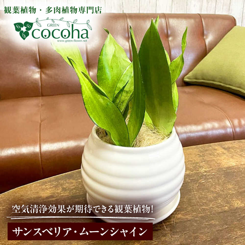 【ふるさと納税】マイナスイオン発生植物！シルバーリーフ 『サンスベリア・ムーンシャイン』 ボーダーボールポット付 糸島市 / cocoha 観葉植物 グリーン 緑 インテリア[AWB045] 24000円 2万4千円