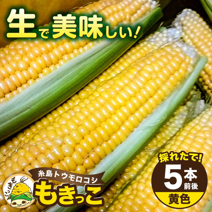 【ふるさと納税】【先行予約】糸島産 トウモロコシ 「もきっこ」 黄 (5本前後) 【2025年6月下旬以降順次発送】糸島市 / 内田農業 [AZH004] とうもろこし コーン 8000円