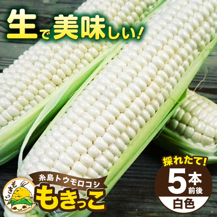 【ふるさと納税】【先行予約】糸島産 トウモロコシ 「もきっこ」 白 (5本前後) 【2025年6月下旬以降順次発送】糸島市 / 内田農業 [AZH005] とうもろこし コーン 8000円