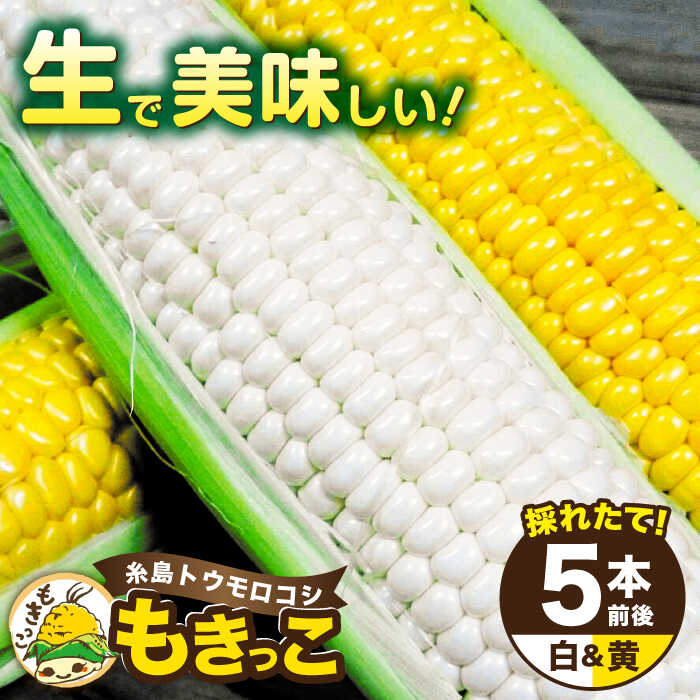 【ふるさと納税】【先行予約】糸島産 トウモロコシ 「もきっこ」 白黄ミックス (5本前後) 【2025年6月下旬以降順次発送】糸島市 / 内田農業 [AZH006] とうもろこし コーン 8000円