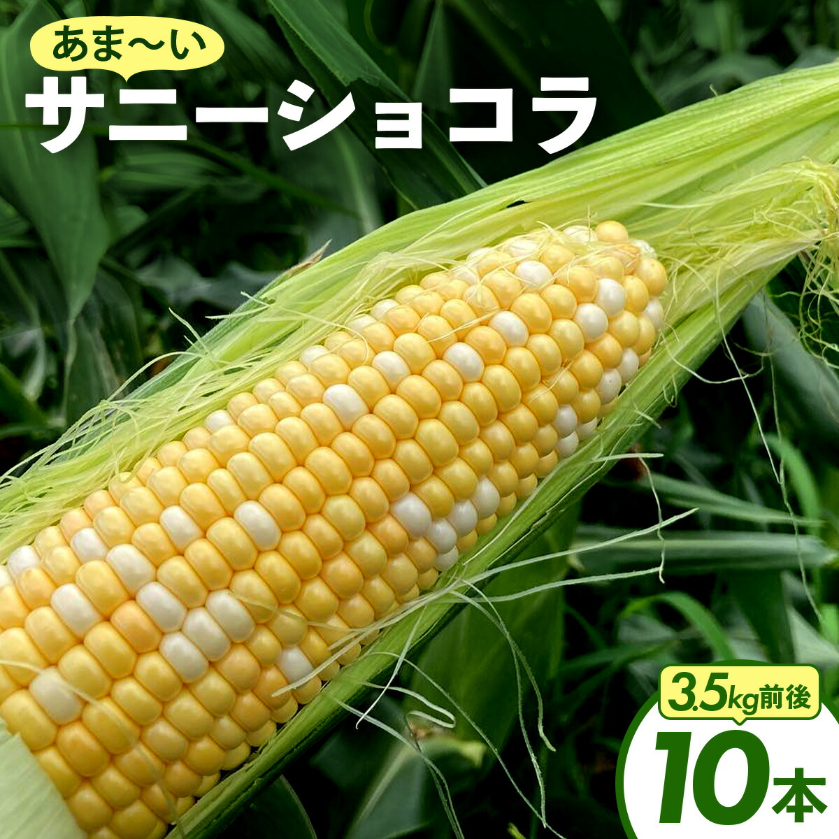 【ふるさと納税】上品な甘さのトウモロコシ「サニーショコラ」(3.5kg前後・10本)　サニーショコラ トウモロコシ 甘い コーン とうもろこし 野菜 BBQ おやつ KW001