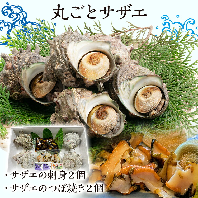 【ふるさと納税】丸ごとサザエ さざえ 栄螺 貝 魚介 海鮮 刺身 つぼ焼き サザエ サザエの刺身２個 サザエのつぼ焼き２個 玄界灘 福岡 冷凍 お取り寄せ 海産物 さしみ 刺し身 グリル 殻付き レンジ おつまみ つまみ 肴｜福岡県志免町