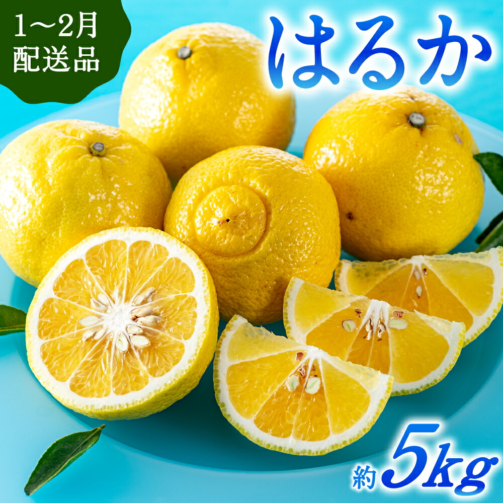 【ふるさと納税】福岡柑橘王国・はるか／約5kg(2026年1月末～2月末発送予定)柑橘 みかん 旬 フルーツ.AA090