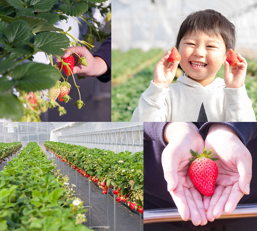 【ふるさと納税】【2月〜3月順次発送】数量限定福岡県産あまおう合計1080g270g#10005;4パックいちご苺イチゴフルーツ果物福岡県産九州国産送料無料