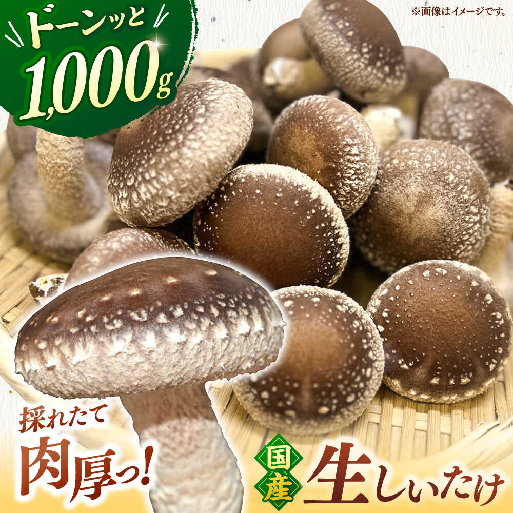 椎茸屋 椎茸屋 | 奥大山の美味しいシイタケ