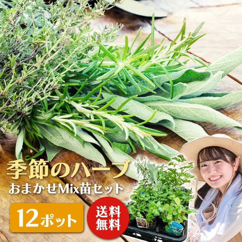 【ふるさと納税】陽気の草本苗お任せ12ポットmix書き割り【草本 草本苗 花苗 花苗書き割り 花 陽気の花 花書き割り ガーデニング 身寄り家庭菜園 園芸 初夏 夏 花やしき 庭 鉢 入り口・入口 プランター 寄せ植え おうち第四次元 余暇活動 回廊 土っ子組合 差し上げ物 差し上げ物 】