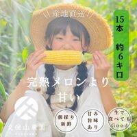 【ふるさと納税】＜2025年6月発送＞【完熟メロンのように甘い】朝採り!スイートコーン　約6kg15本前後【プレゼントにもオススメ】 | 野菜 やさい 食品 人気 おすすめ 送料無料