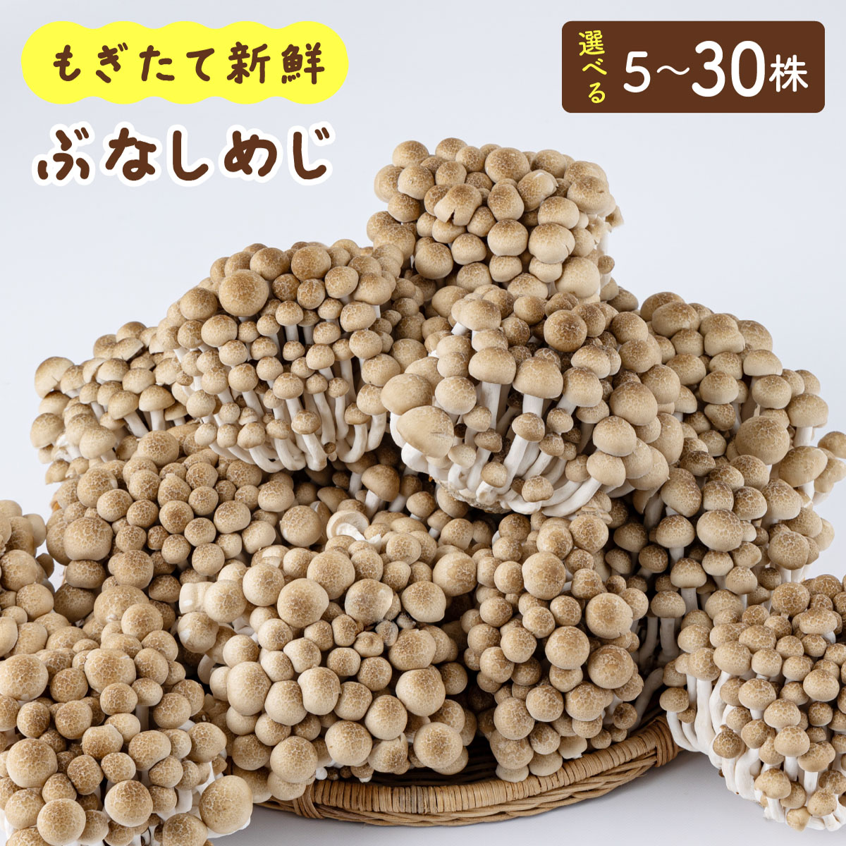 【ふるさと納税】【選べる容量】もぎたて新鮮！ぶなしめじセットAT21-24｜福岡県大木町
