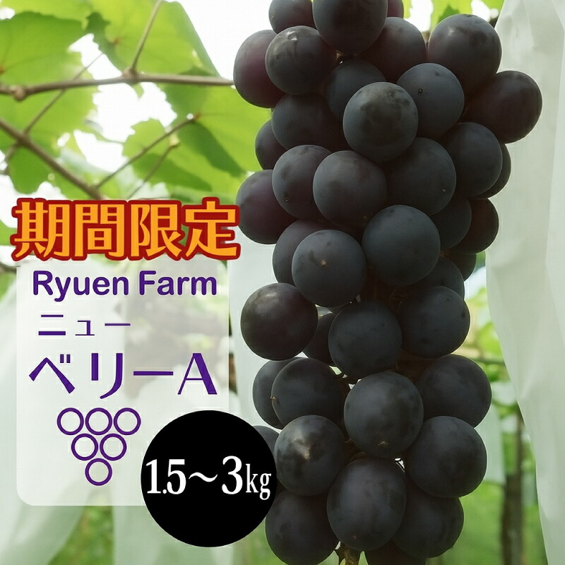 【ふるさと納税】【先行予約 】【2026年8月下旬から発送】ニューベリーA 1.5～3kg 冷蔵 ブドウ ぶどう 巨峰 フルーツ 福岡県川崎町 竜円農園 先行予約 旬 ぶどう 数量限定 ぶどう フルーツ 果物 人気 くだもの 贈答 ギフト 中元 お中元 お盆 おすすめ 福岡 福岡県 川崎町